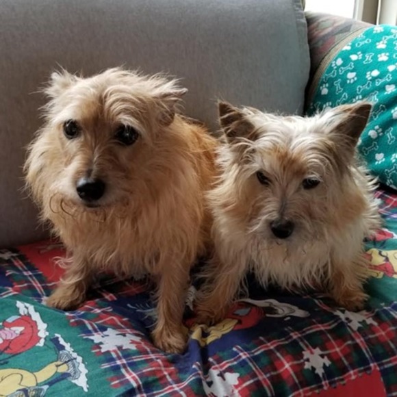 norwichterrier
